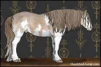 Horse Color:Liver Chestnut Sabino Splash Varnish 