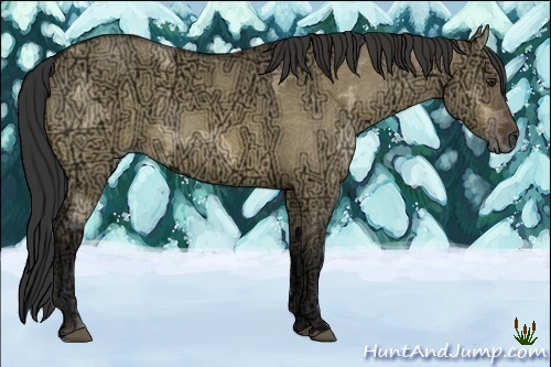 Horse Color:Buckskin Ice Dun Rabicano 
