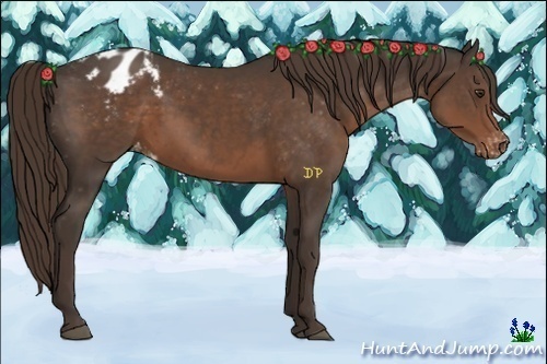 Horse Color:Liver Chestnut Appaloosa 