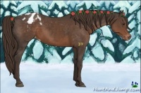 Horse Color:Liver Chestnut Appaloosa 
