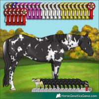 Horse Color:White Spotted Smoky Black