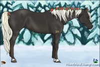 Horse Color:Liver Chestnut 