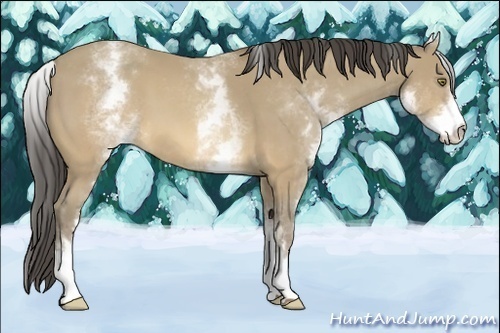 Horse Color:White Spotted Sable Cream Champagne