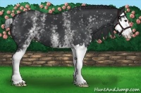 Horse Color:White Spotted Black Splash