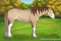 Horse Color:Red Dun Sabino Splash Rabicano