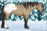Horse Color:Brown Dun Appaloosa