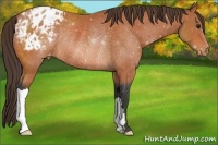 Horse Color:Bay Appaloosa Rabicano 