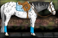 Horse Color:Black Splash Near Leopard
