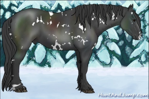 Horse Color:White Spotted Smoky Black 