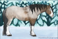 Horse Color:White Spotted Brown Dun Sabino Splash Rabicano