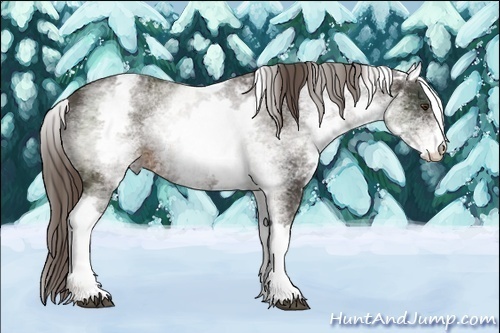 Horse Color:White Spotted Liver Chestnut