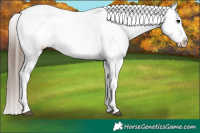 Horse Color:Blue Roan Appaloosa
