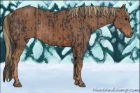 Horse Color:Brown Rabicano  and Chestnut Rabicano 