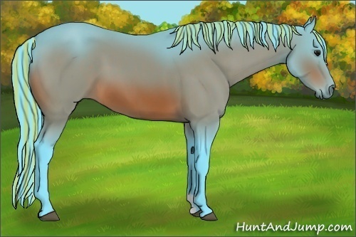 Horse Color:Painted Watercolor Bay 