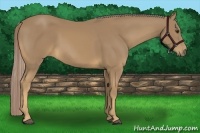 Horse Color:Palomino 