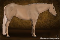 Horse Color:Palomino 