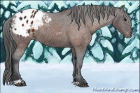Horse Color:Brown Sabino Appaloosa 