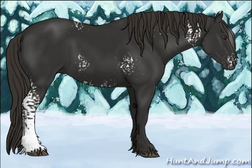 Horse Color:White Spotted Liver Chestnut 