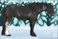 Horse Color:White Spotted Liver Chestnut 