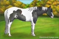 Horse Color:Black Sabino Tobiano
