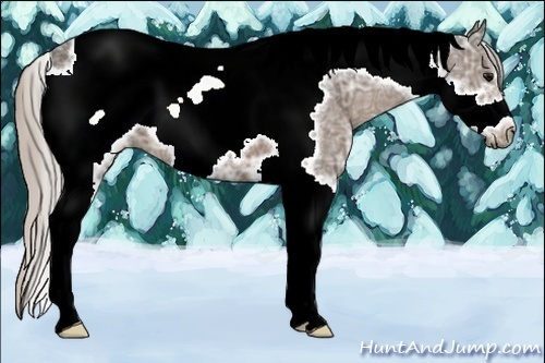 Horse Color:Silver Black Ice Tobiano Frame 
