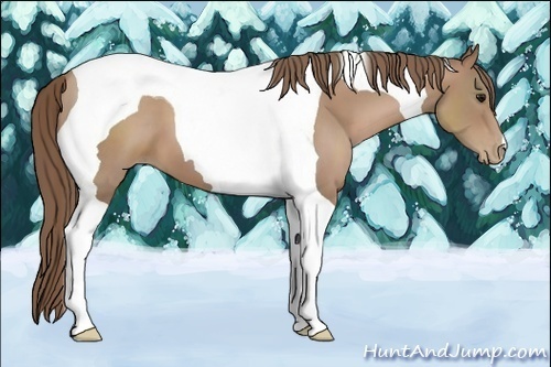 Horse Color:Black Pearl Tobiano 