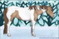 Horse Color:Black Pearl Tobiano 