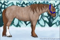 Horse Color:Red Roan 