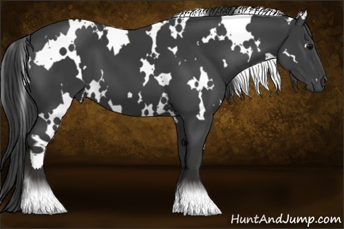 Horse Color:White Spotted Smoky Black