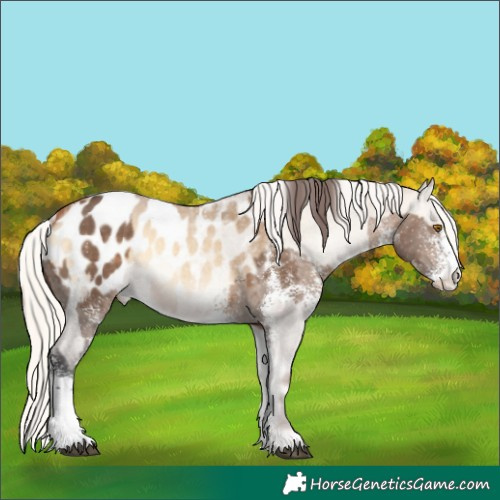 Horse Color:White Spotted Brown Dun Appaloosa  and Silver Buckskin Roan Onyx Appaloosa 