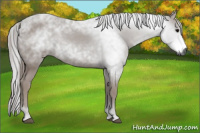 Horse Color:Gray Black