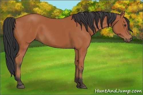 Horse Color:Bay 