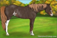 Horse Color:Liver Chestnut Sabino Rabicano 