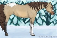 Horse Color:Bay Dun Appaloosa 