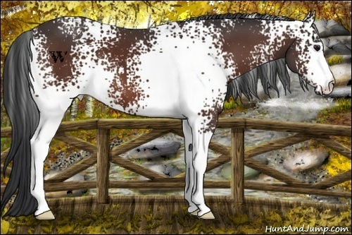 Horse Color:White Spotted Bay