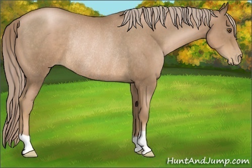Horse Color:Liver Chestnut Pearl Rabicano 
