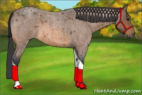 Horse Color:Buckskin Roan Tobiano 