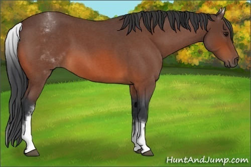 Horse Color:White Spotted Bay Roan