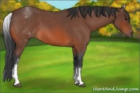 Horse Color:White Spotted Bay Roan