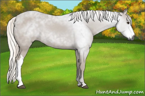 Horse Color:Gray Chestnut 