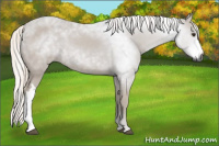 Horse Color:Gray Chestnut 