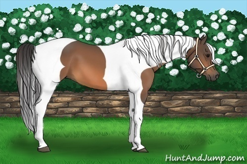 Horse Color:Buckskin Tobiano Frame 