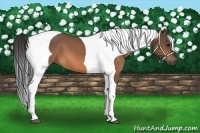 Horse Color:Buckskin Tobiano Frame 