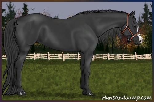 Horse Color:Black 
