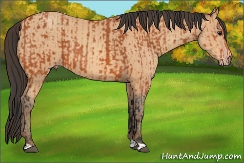 Horse Color:Bay  and Amber Champagne 