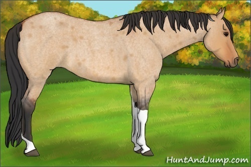 Horse Color:Bay Roan Dun Tobiano 
