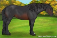 Horse Color:Brown 