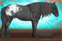 Horse Color:Black Appaloosa