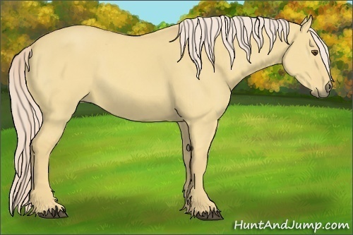 Horse Color:Palomino Dun