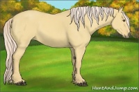 Horse Color:Palomino Dun